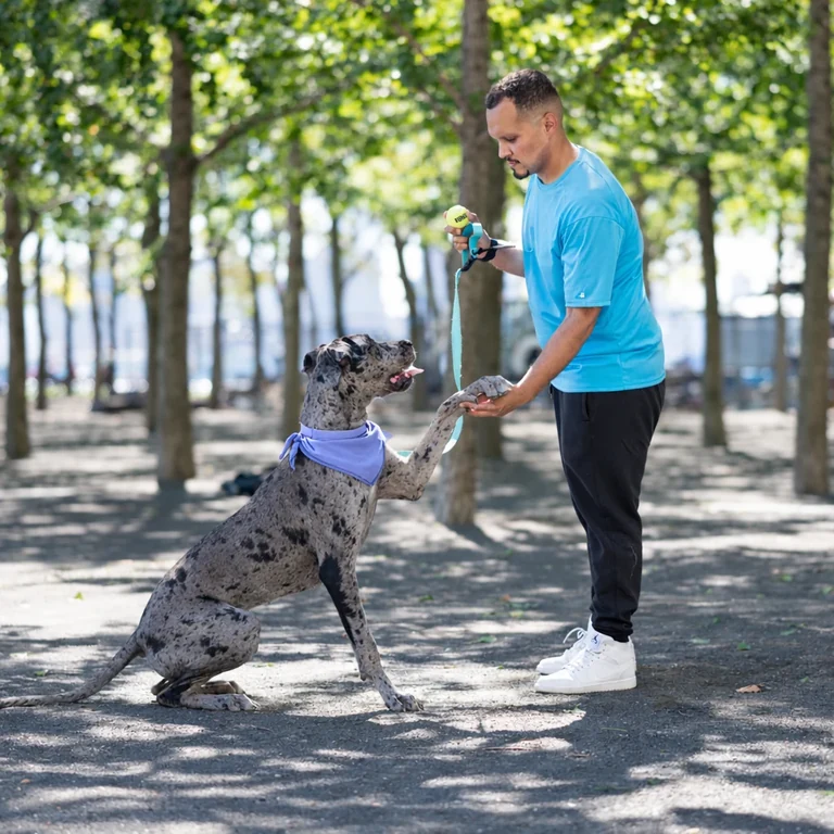 A Great Dane shares a quiet moment with a Furever Friends walker