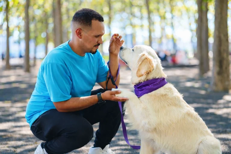 Will practicing a skill with a golden retriever