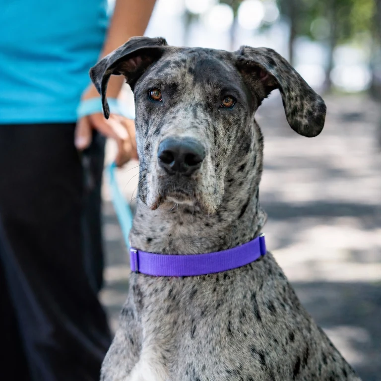 A gray merle Great Dane wearing a purple collar on a neighborhood walk
