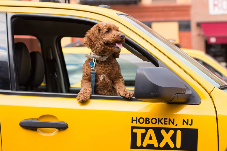 A curly-haired brown dog leaning out of a yellow taxi marked Hoboken, NJ